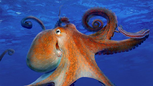 Common Octopus 2.jpg