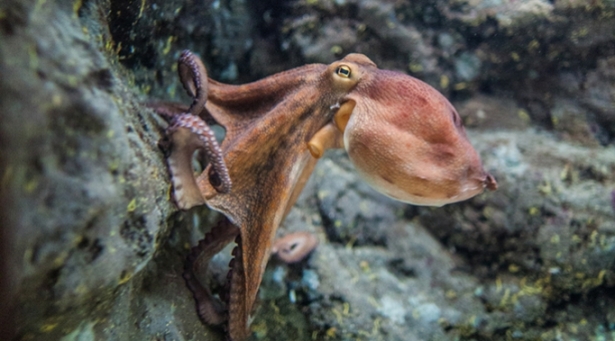Common Octopus 3.jpg